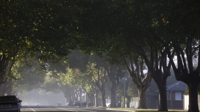 Why Urban Greening is Essentia
