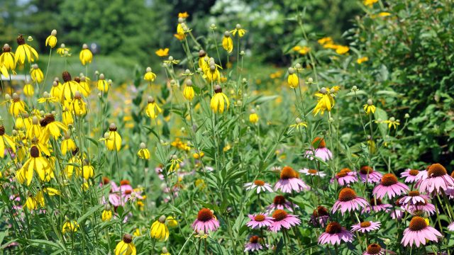 July Gardening: Top Plants You Can Still Grow This Month