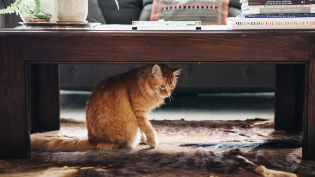 Transforming Litter Box Spaces: Stylish Solutions for Pet Owners