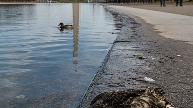 Mysterious Duck Deaths Raise C