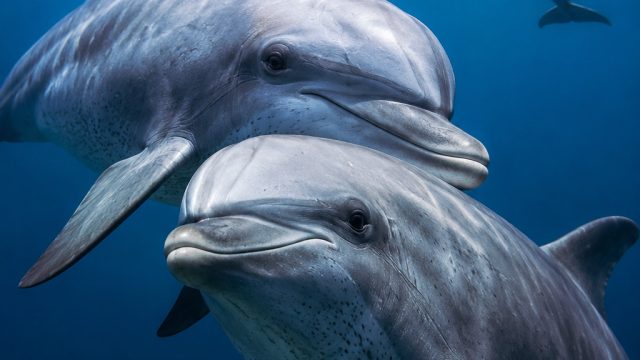 Dolphins Exhibit Memory of Agg