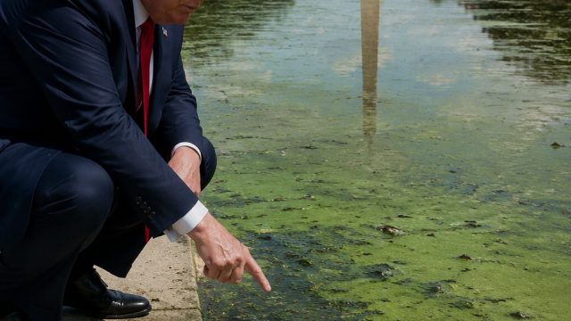 Trump's Algae Crisis: A Deeper